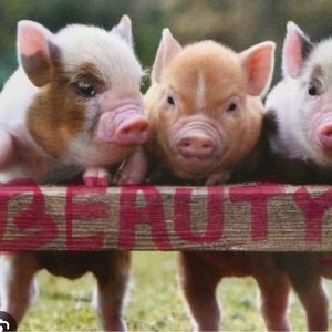 🐷 Beauty 🐷